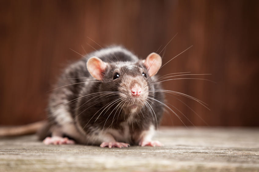 Les plagues de rates i ratolins