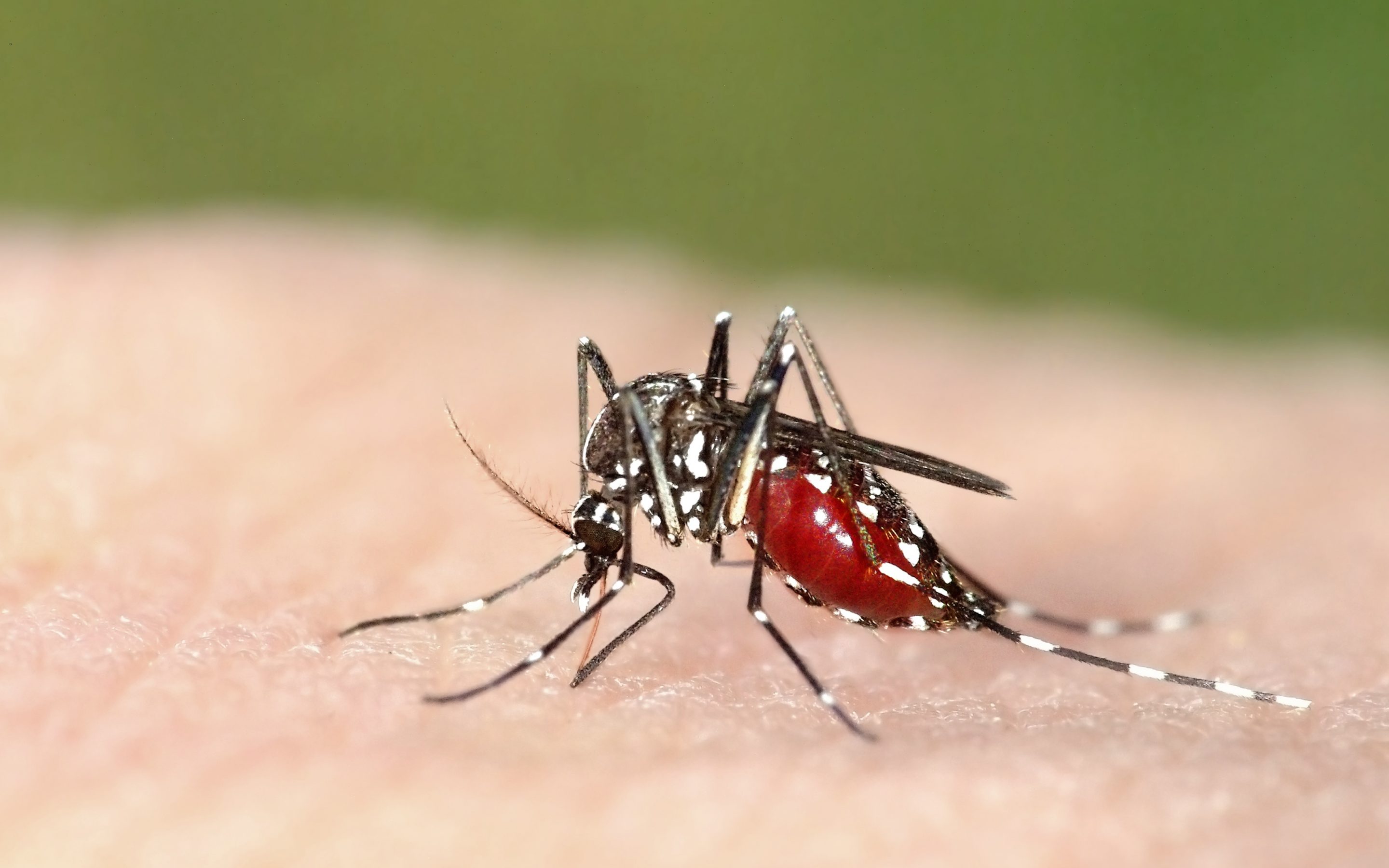 Causes del confinament: Un estiu amb més mosquits, escarbats i altres plagues