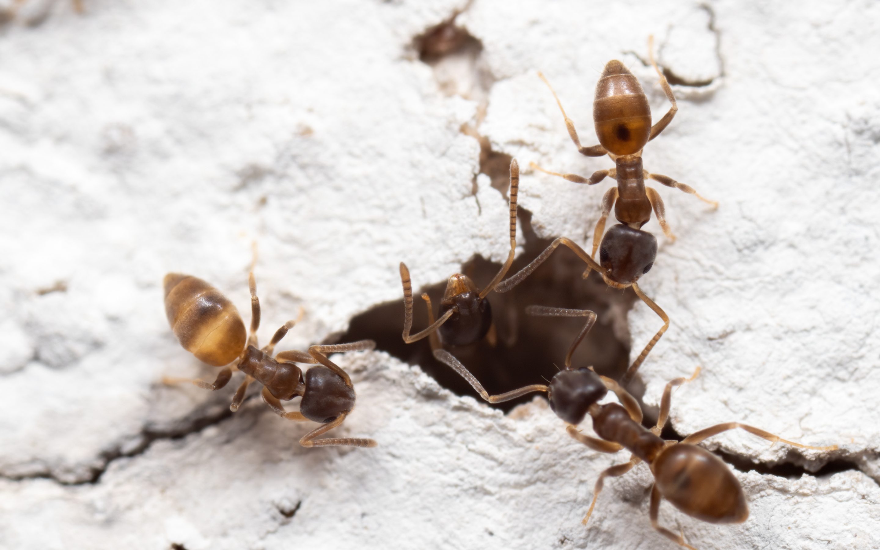 Com localitzar el niu de formigues de casa teva