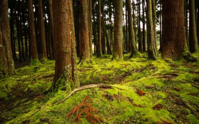 Els boscos europeus, cada vegada més vulnerables a les plagues a causa del canvi climàtic
