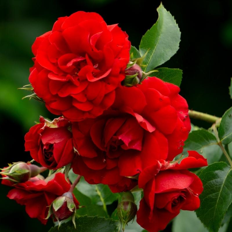 roser amb roses vermelles