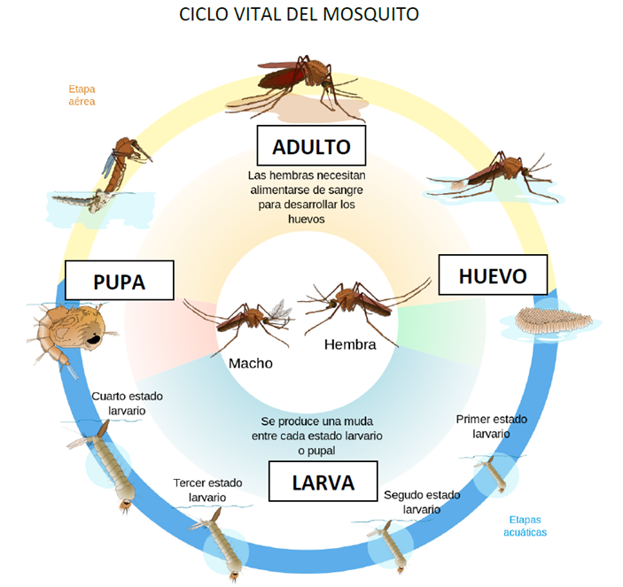 Cicle vital del mosquit