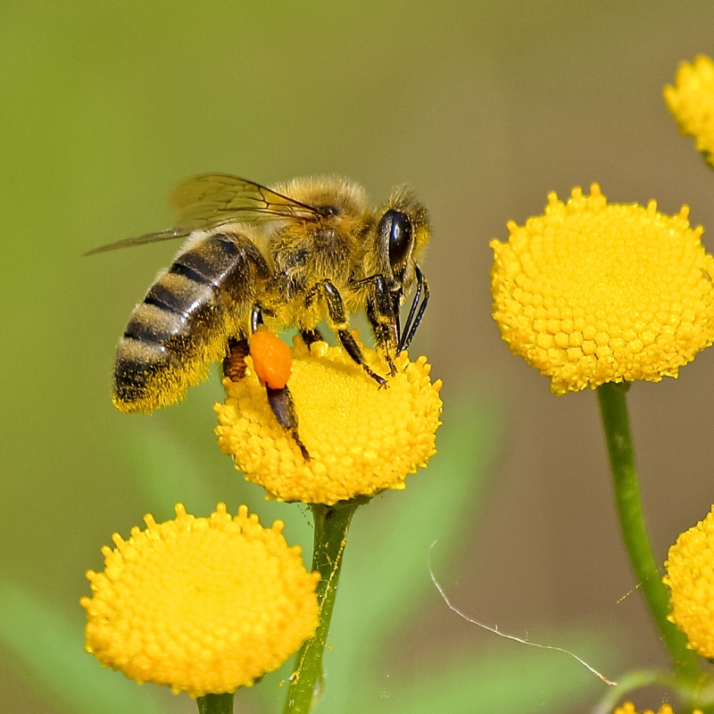 abella en una flor